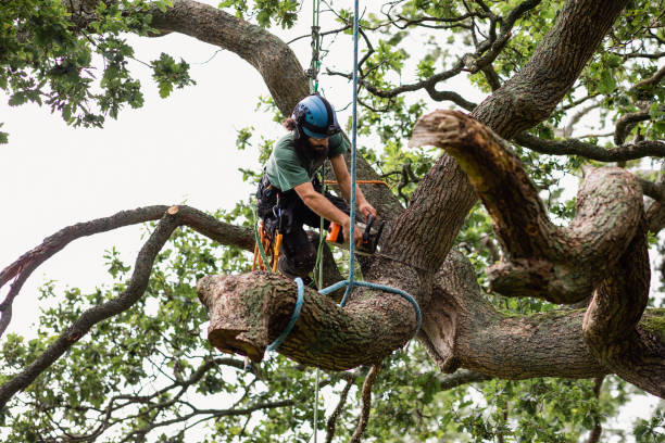 Best Root Management and Removal  in Wakarusa, IN